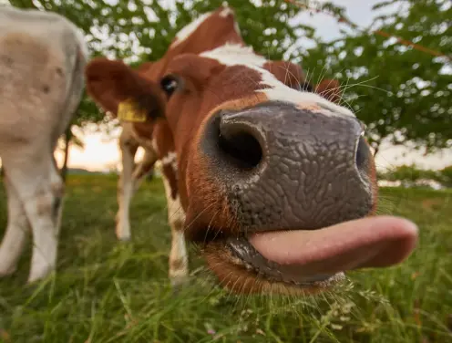 Nisan’da kutlanacak en iyi uluslararası günler hangileri?