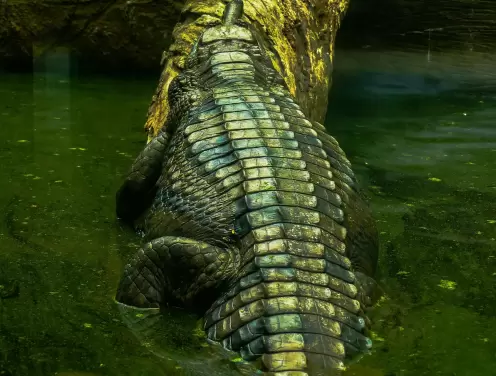 Crocs dünyayı sosyal medyada beklenmedik bir dahilikle nasıl yeniden kazandı?