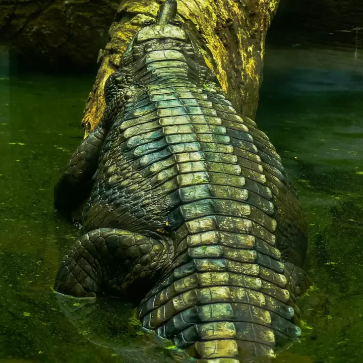 Crocs dünyayı sosyal medyada beklenmedik bir dahilikle nasıl yeniden kazandı?