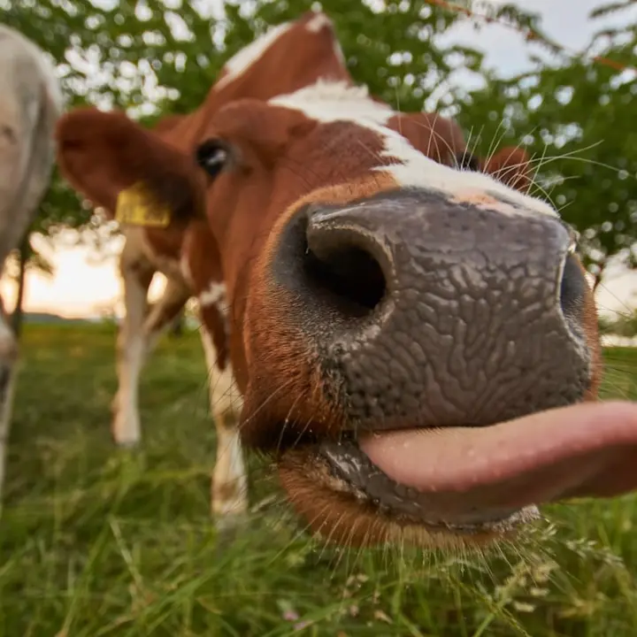 Nisan’da kutlanacak en iyi uluslararası günler hangileri?