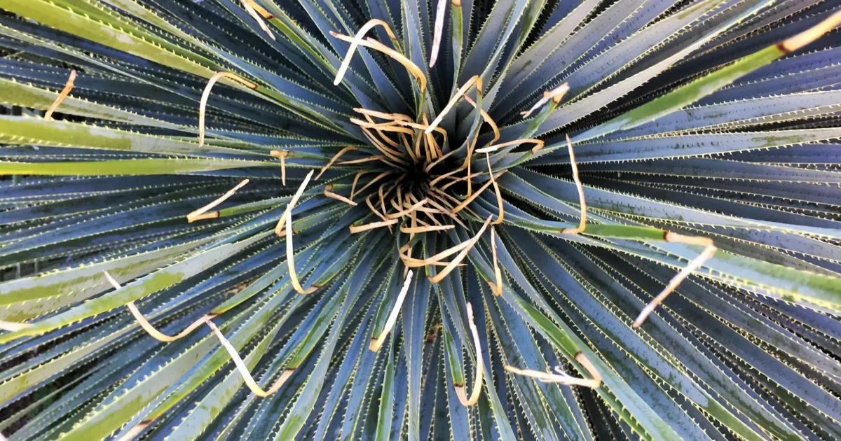 ¿Cuáles son los mejores horarios para publicar en redes sociales en Francistown?