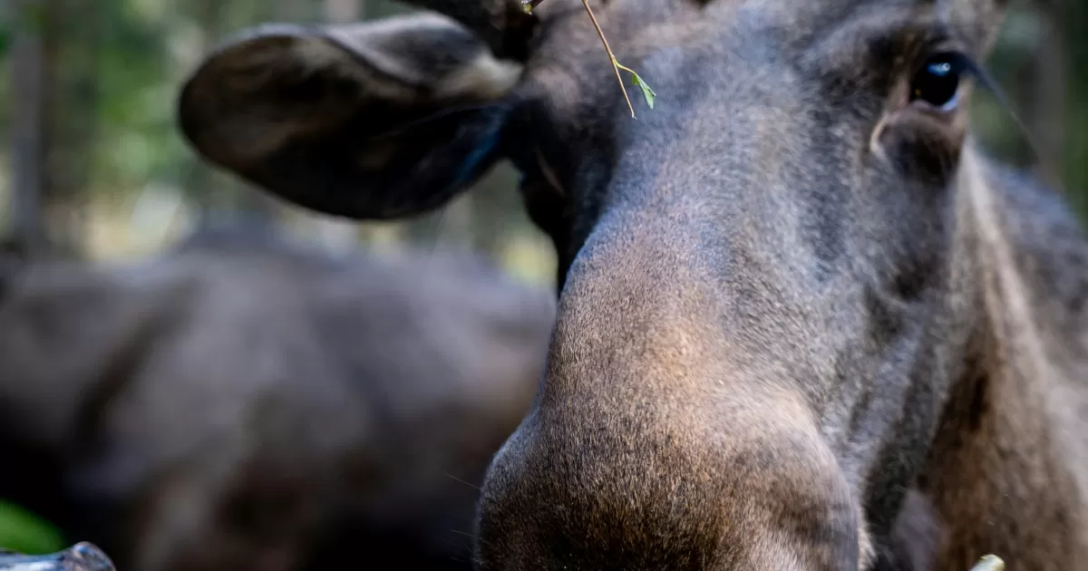 Ed-Damazin için sosyal medyada en iyi zamanlar ne zaman?