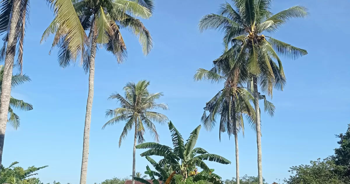 ¿Cuáles son los mejores momentos para publicar en Bandundu?