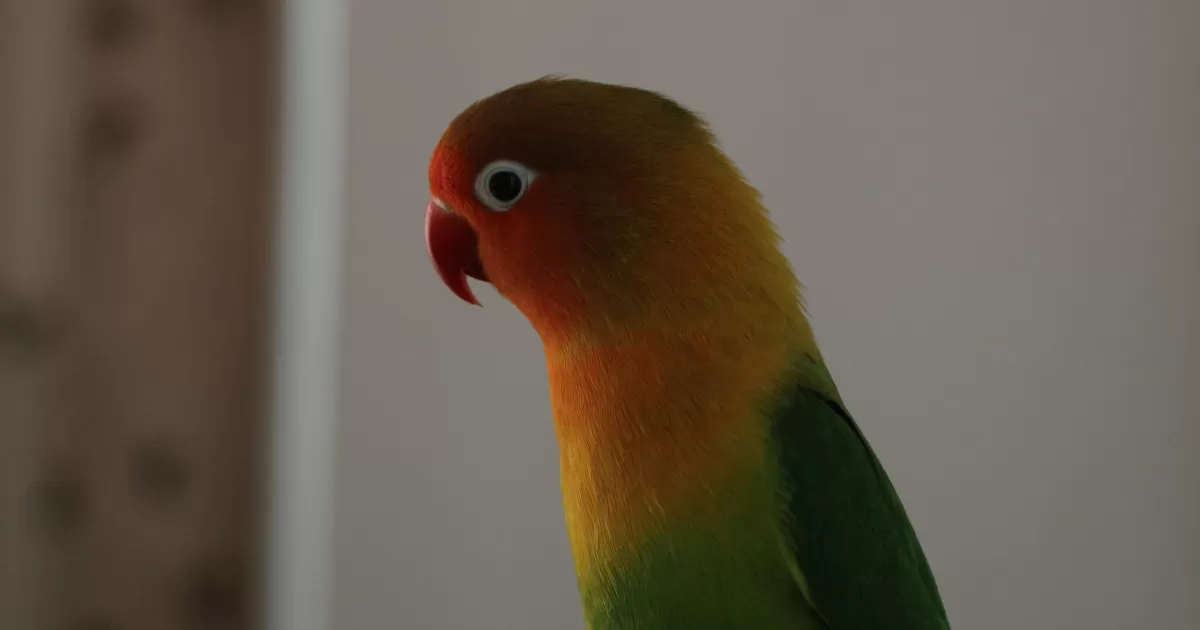 Quali sono i momenti migliori per postare su Bolobo?
