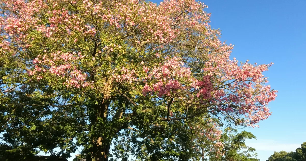 Welche Zeiten sind die besten, um in Maputsoe auf Social Media zu posten?