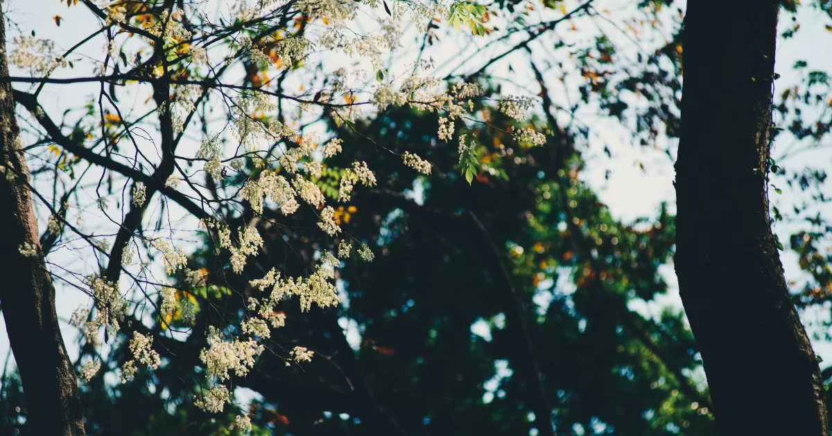 What are the best times to post on Mdhilla?