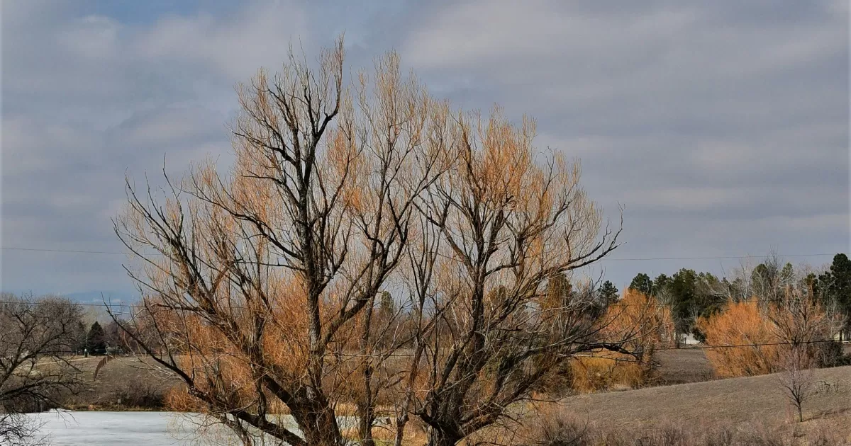 Arvada için sosyal medyada en uygun gönderi zamanları nelerdir?