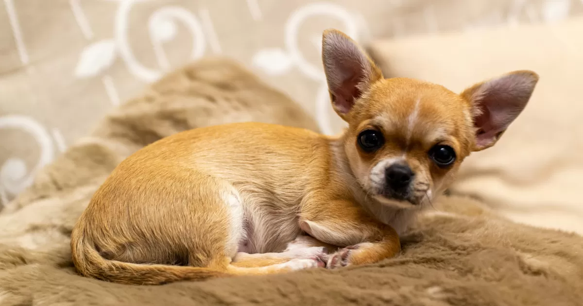 What are the best times to post about 'Chihuahua'?