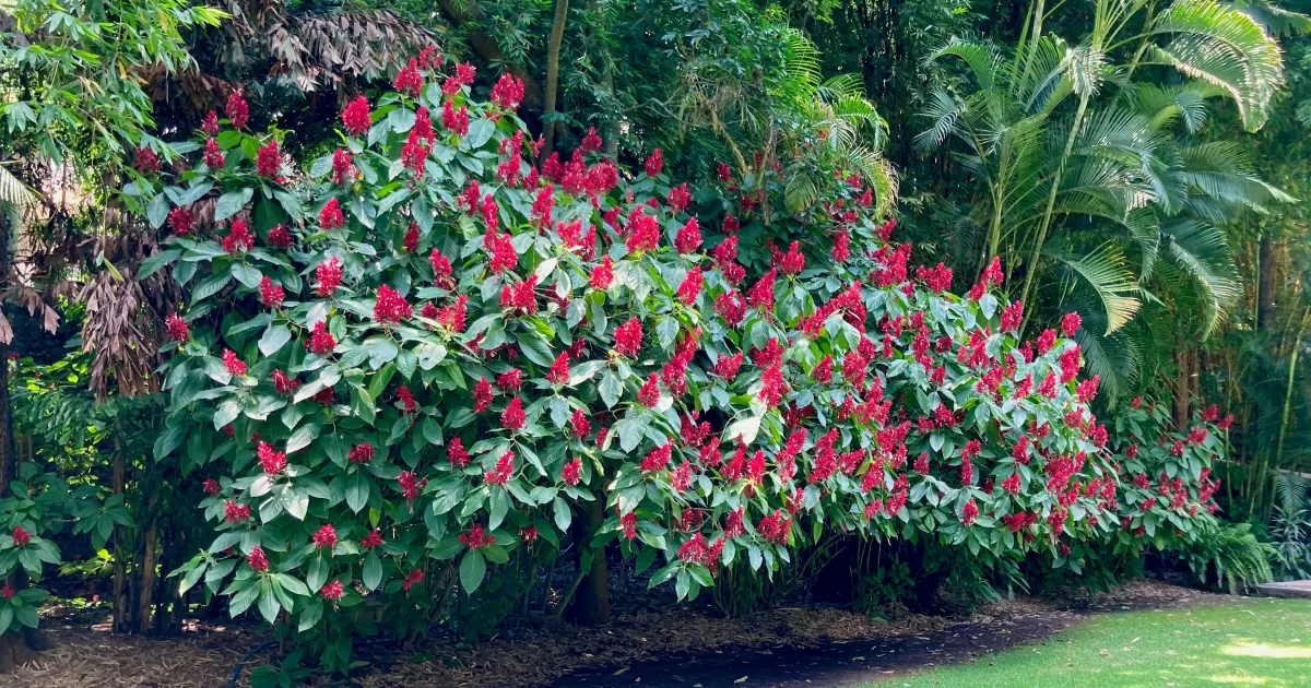 Cuernavaca için sosyal medyada en iyi zamanlama ne zaman?