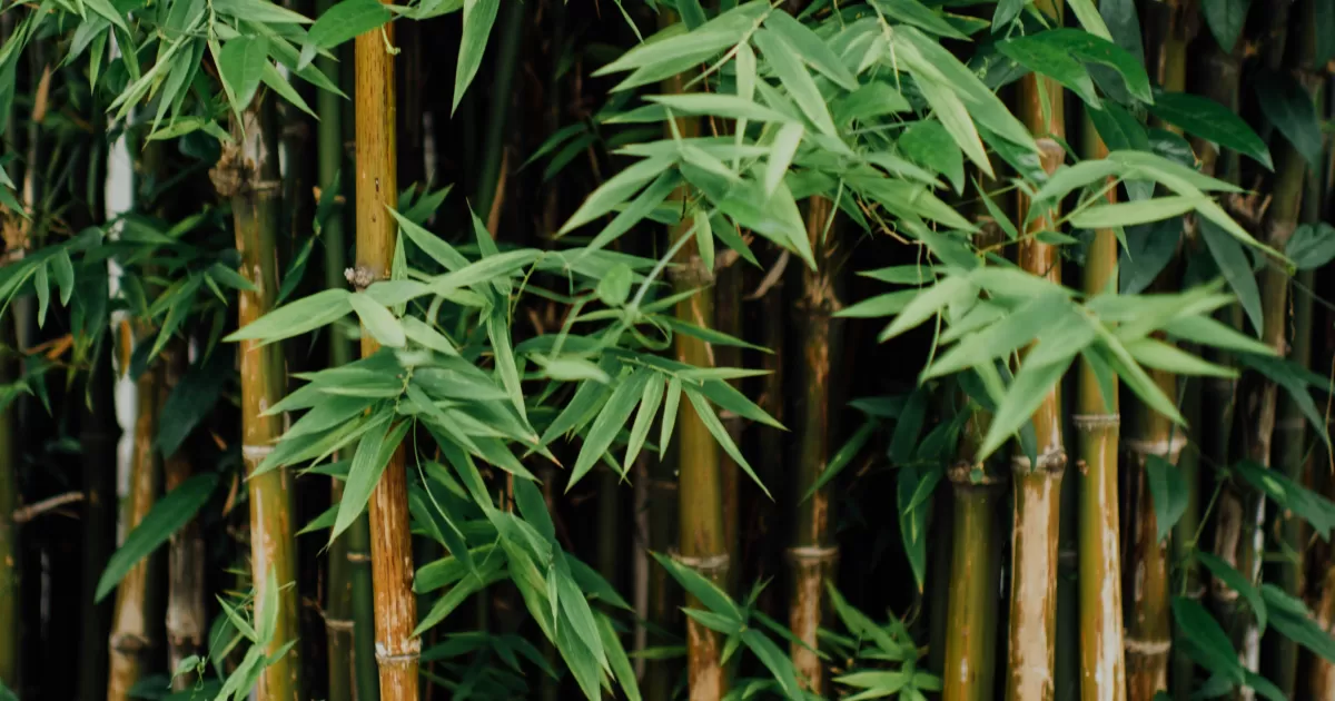 ¿Cuáles son los mejores momentos para publicar en redes sociales para 'Bamboo'?