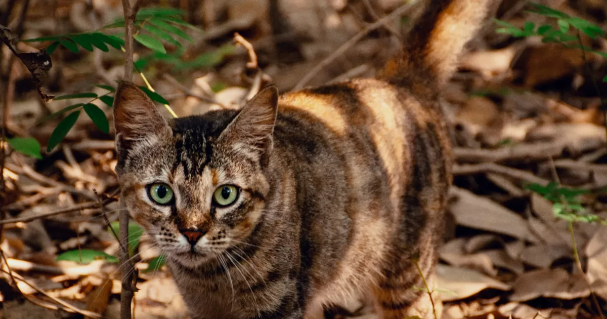 What is the best time to post on social media in Porto-Velho?