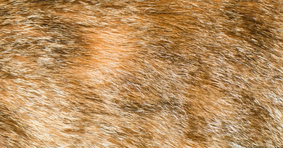 ¿Cuáles son los mejores momentos para publicar en las redes sociales para 'Mawson'?