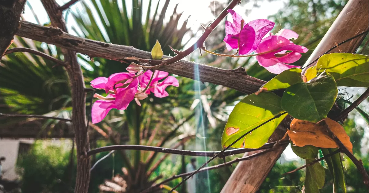 When is the optimal time to post on social media in Larkana?