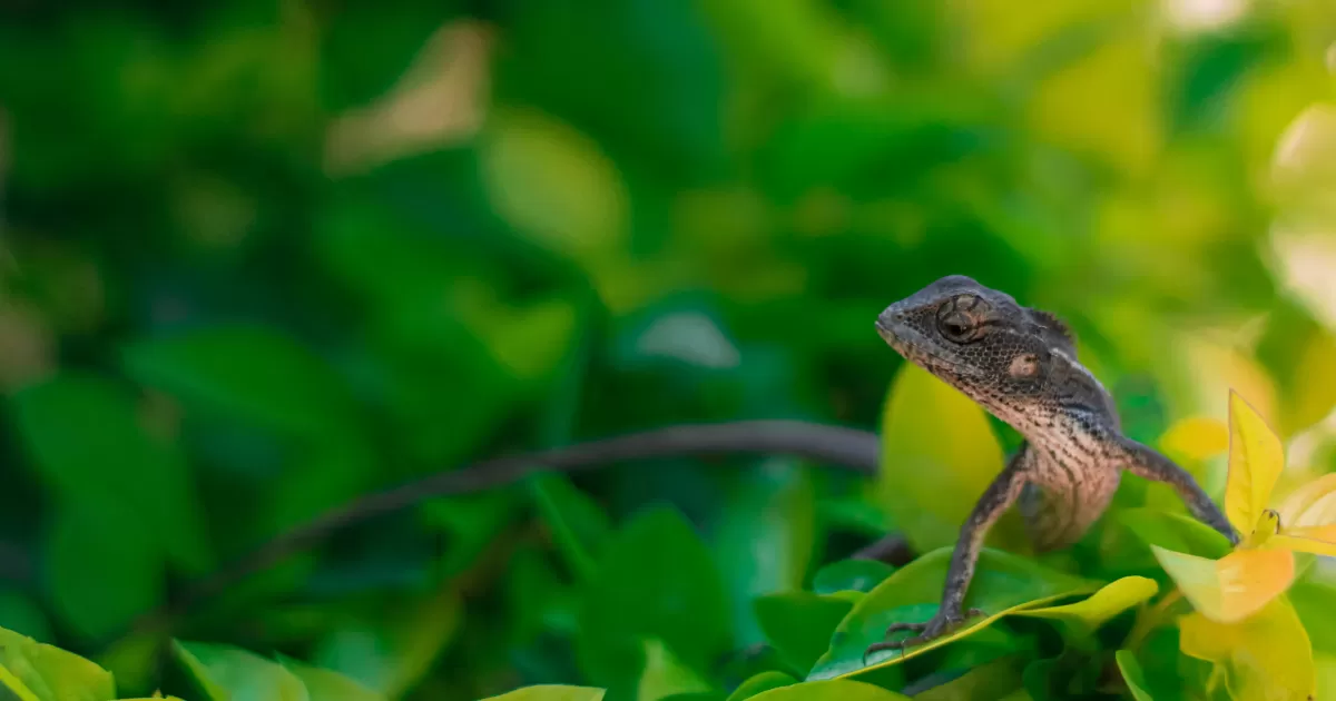 What are the best times to post on social media in Bilaspur?