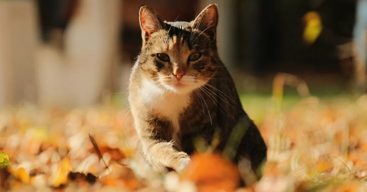 Quels sont les meilleurs moments pour publier sur les réseaux sociaux à Kirov?