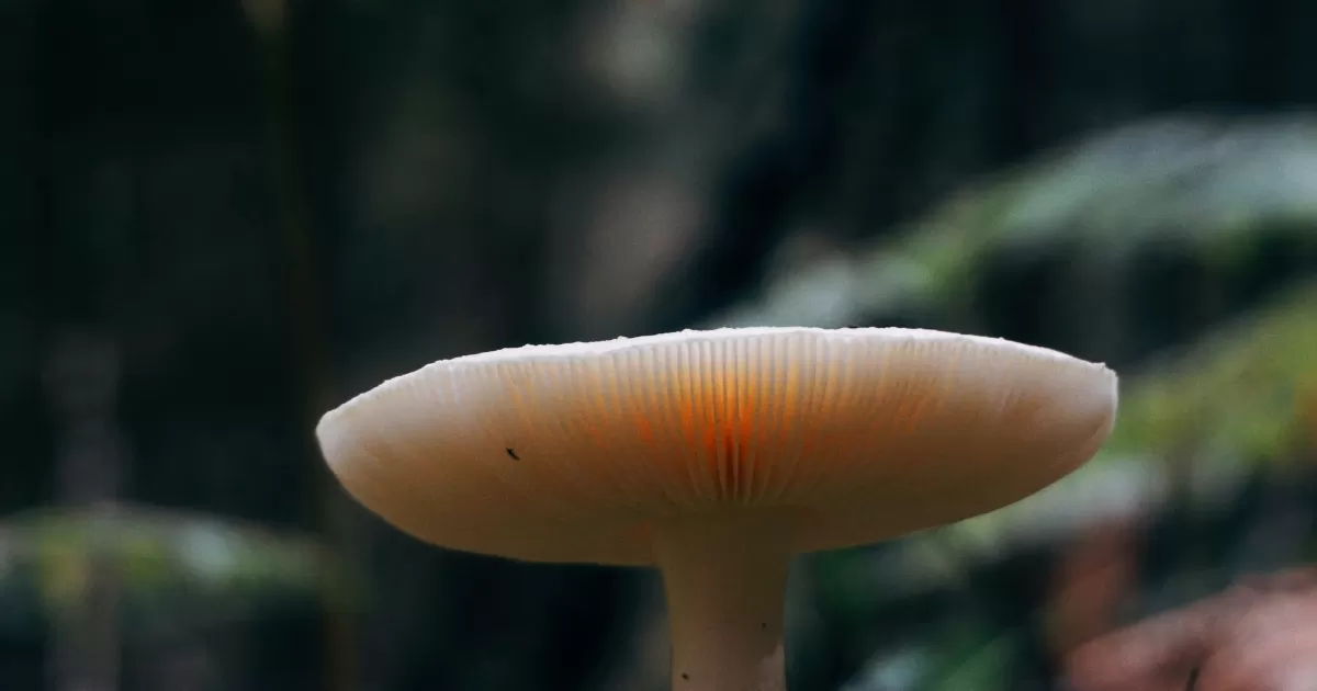 ¿Cuál es el mejor momento para publicar en redes sociales en Saint-Quentin-en-Yvelines?