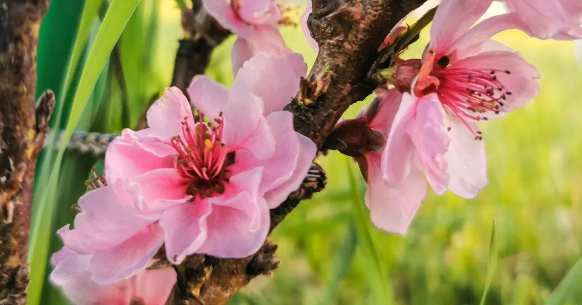 Welche Uhrzeiten sind optimal, um in Bijeljina-Donja auf Social Media zu posten?