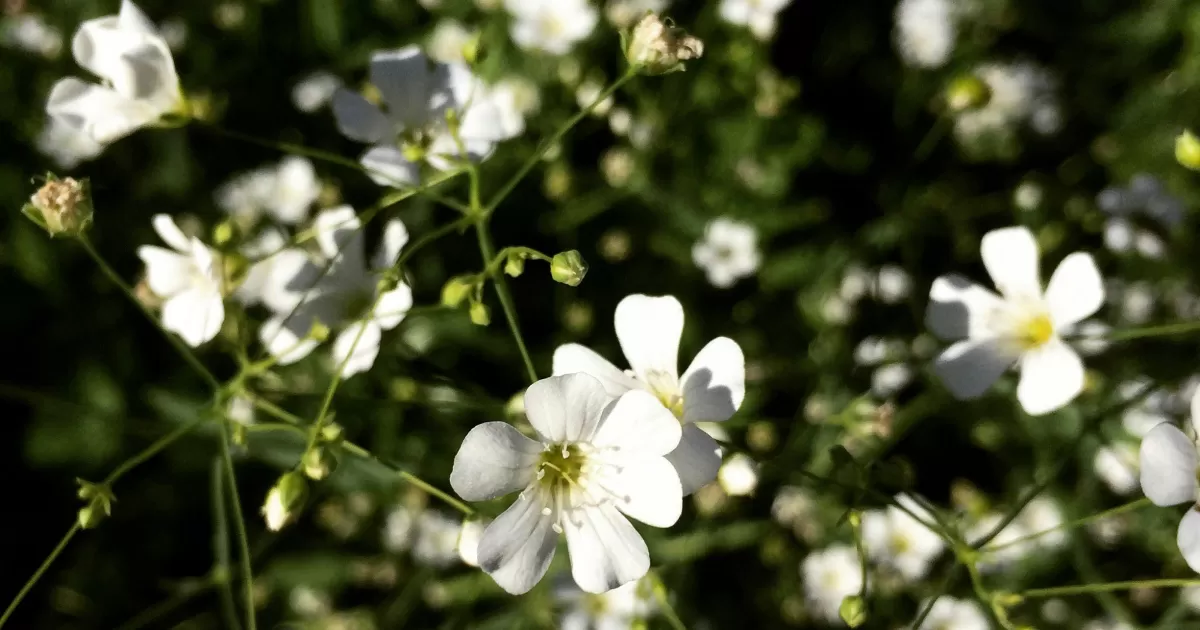 Wann sind die besten Zeiten, auf Social Media zu posten für 'Novaya-malatka'?