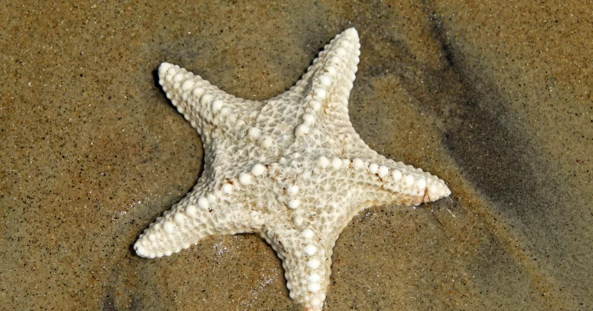 What are the optimum posting times for Staroyamanets?