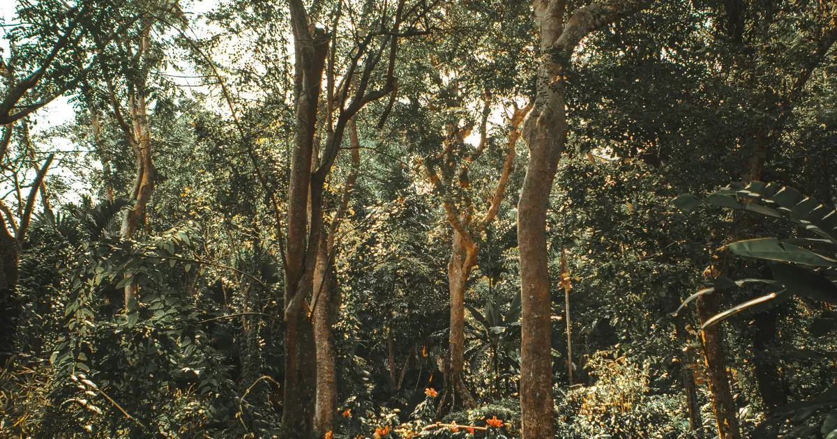 Wann sind die besten Zeiten, auf Social Media zu posten für 'Nadi'?